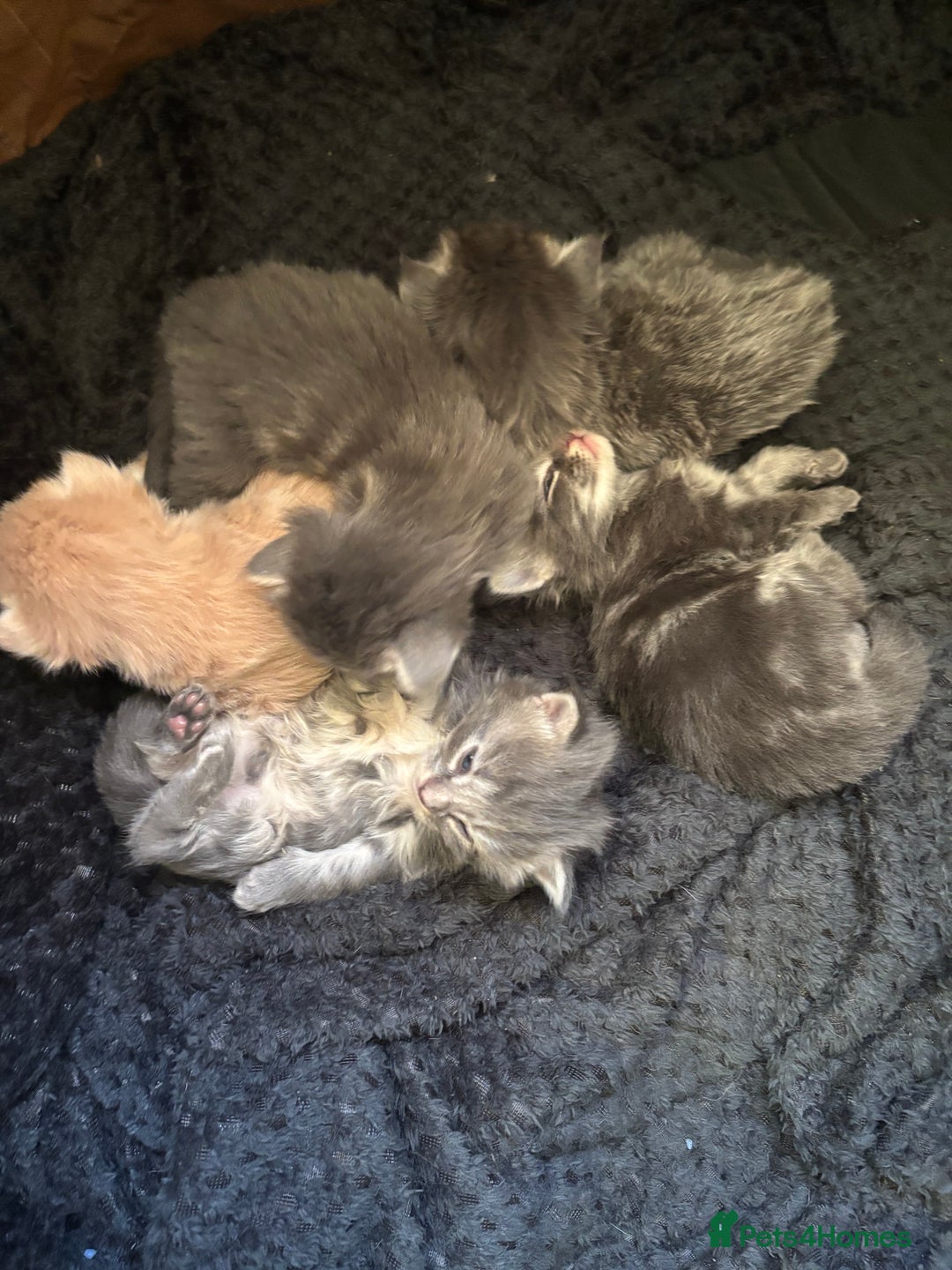 Mixed Breed cats for sale: Maine coon/Scottish fold cross - Advert 6