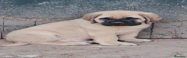 Mastiff Puppy 3