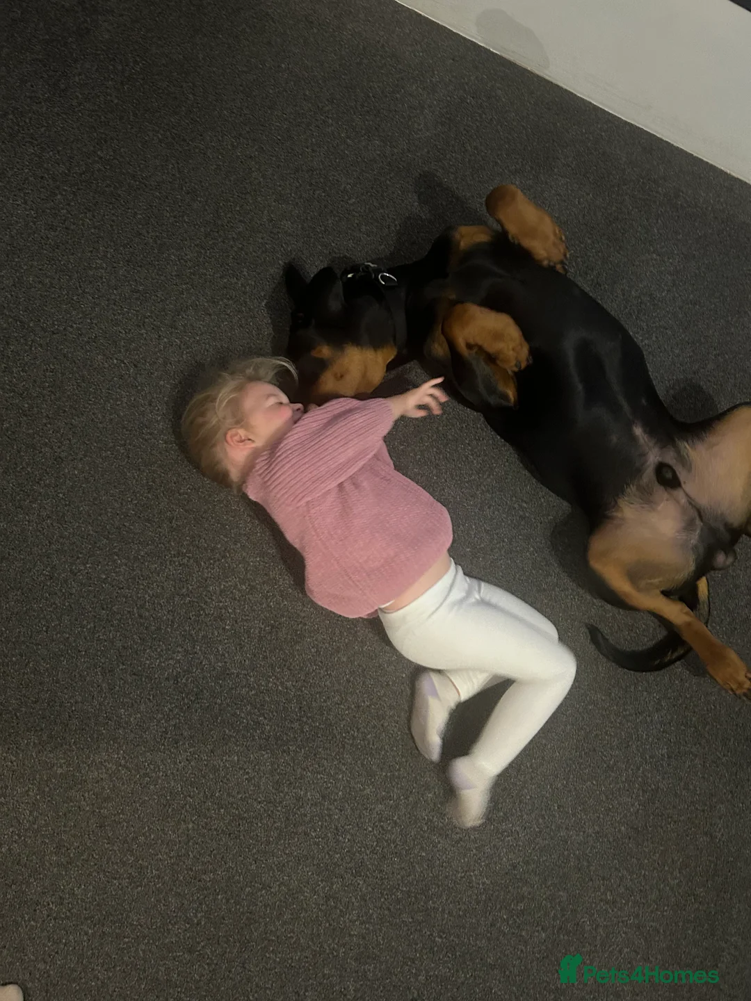 Dobermann dogs for sale: BEAR Rottweiler cross Doberman 💙 - Advert 3