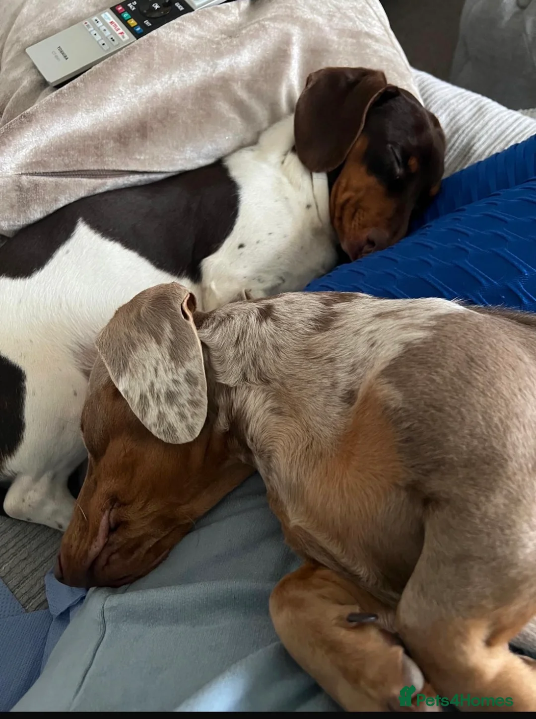 Miniature Dachshund dogs for stud: Mini dachshund  - Advert 3