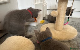 Russian Blue cats for sale: Russian Blue Kittens  - Image 32