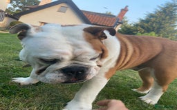 English Bulldog dogs for sale: Bulldog  - Image 11