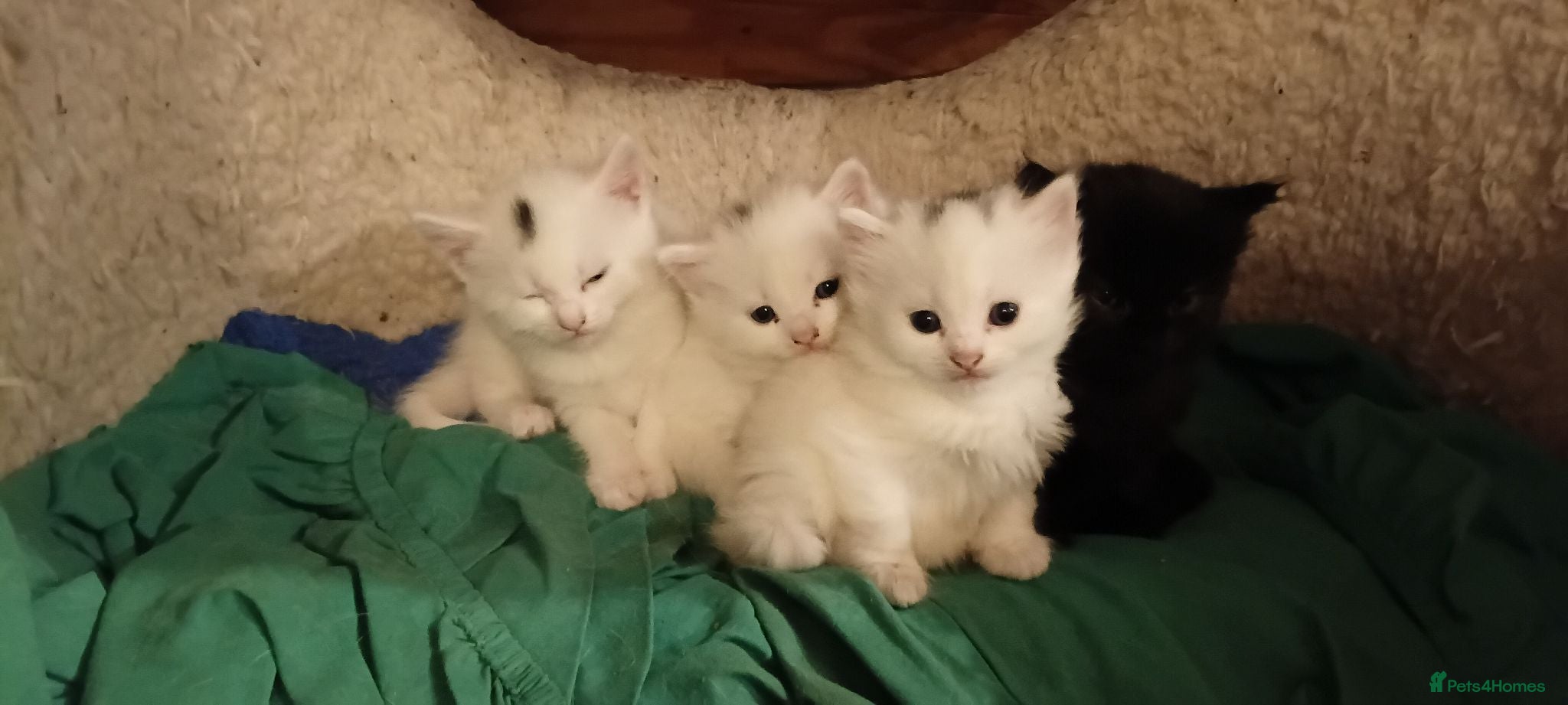 British Shorthair cats 4 super cute fluffy kittens  - Advert 2