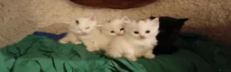 British Shorthair cats for sale: 4 super cute fluffy kittens  - Advert 2
