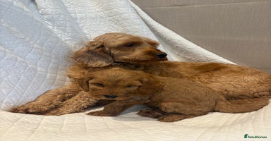 Cockapoo dogs - Advert 5