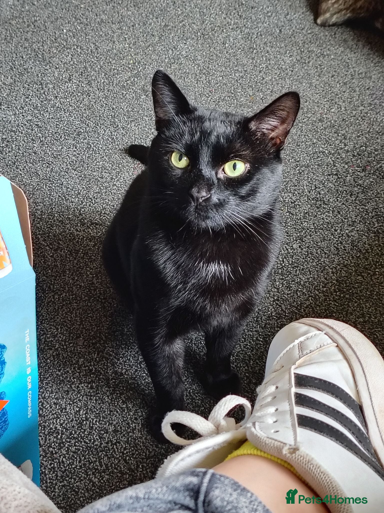 Mixed Breed cats 3 year old male - Advert 1