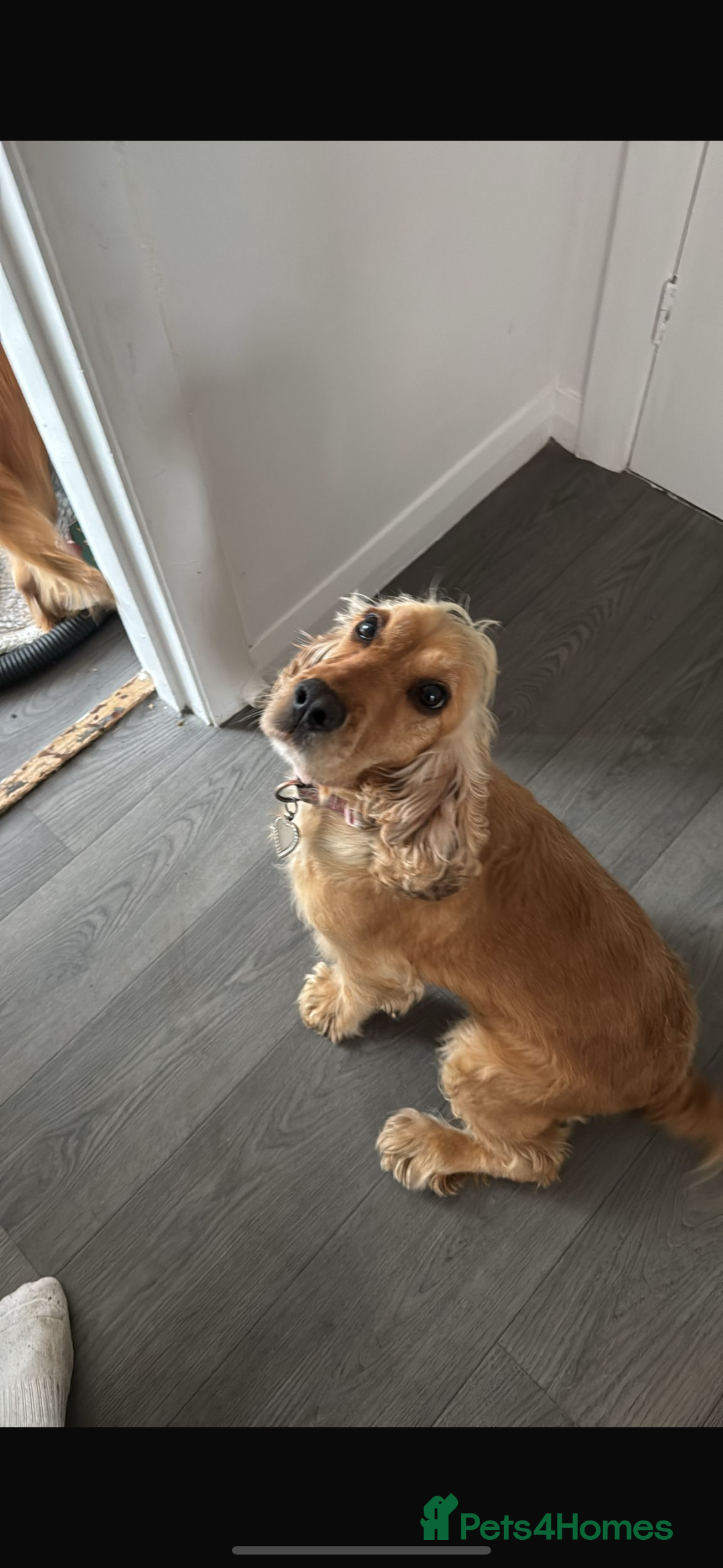 Cocker Spaniel dogs for sale: Kc 5 month old show cocker spaniel girl - Advert 6