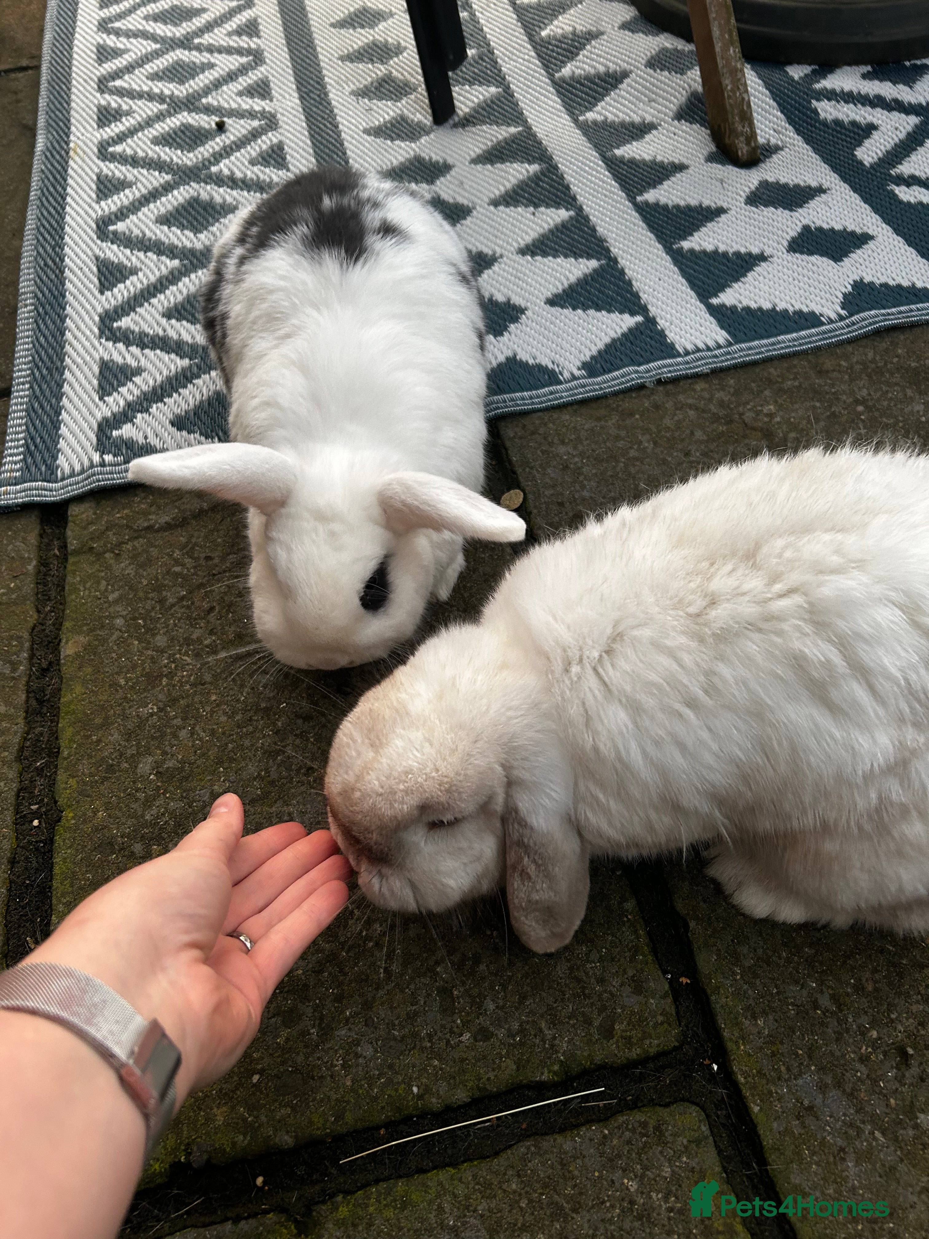 English Lop rabbits Two rabbits - Advert 21