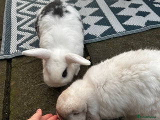 English Lop rabbits - Advert 30