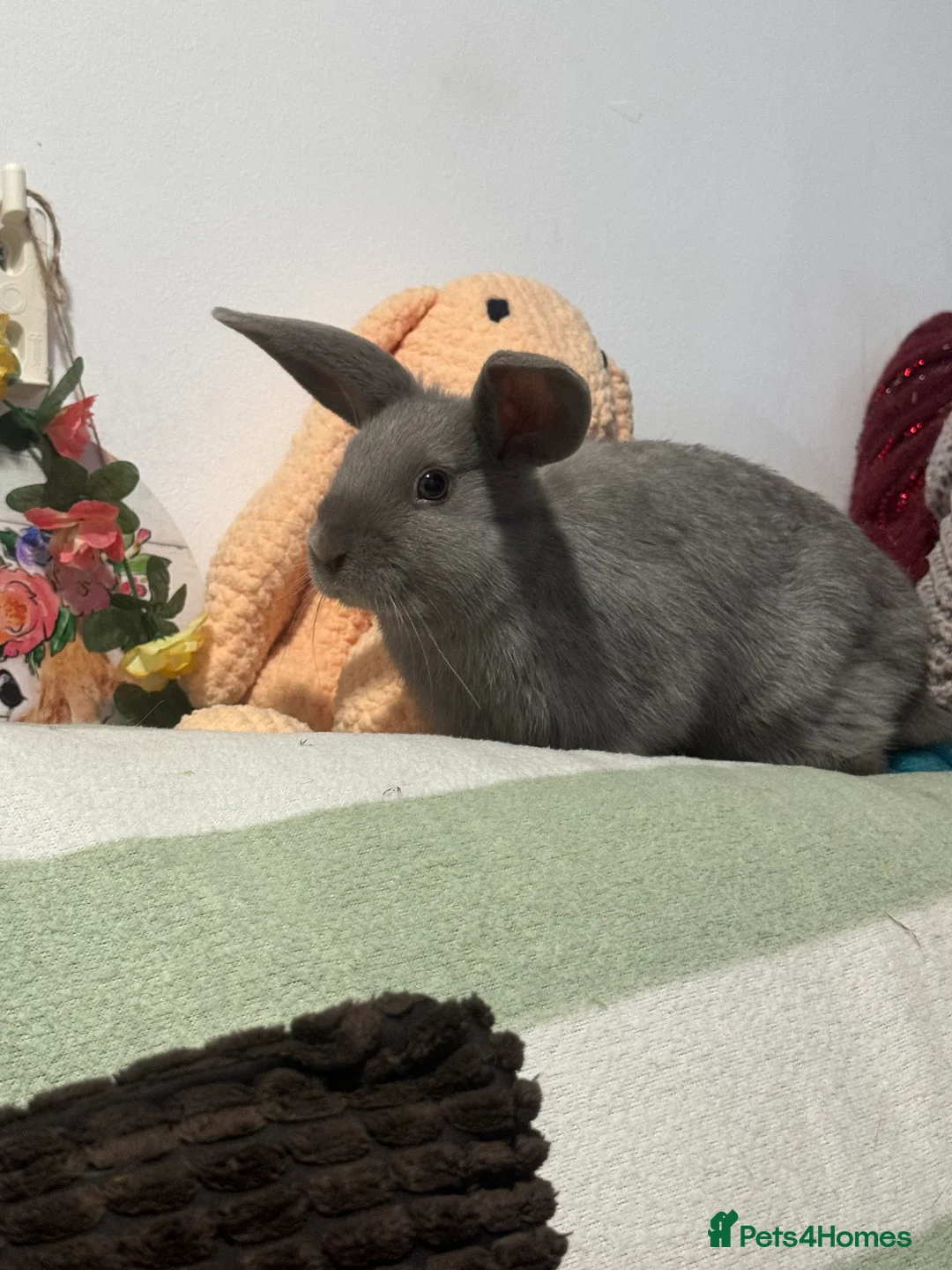 Mini Lop rabbits for sale: Super friendly baby bunnies. VACCINATED - Advert 5