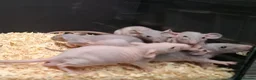 Rat rodents for sale: Baby Dumbo Rats Males and Females available - Advert 16