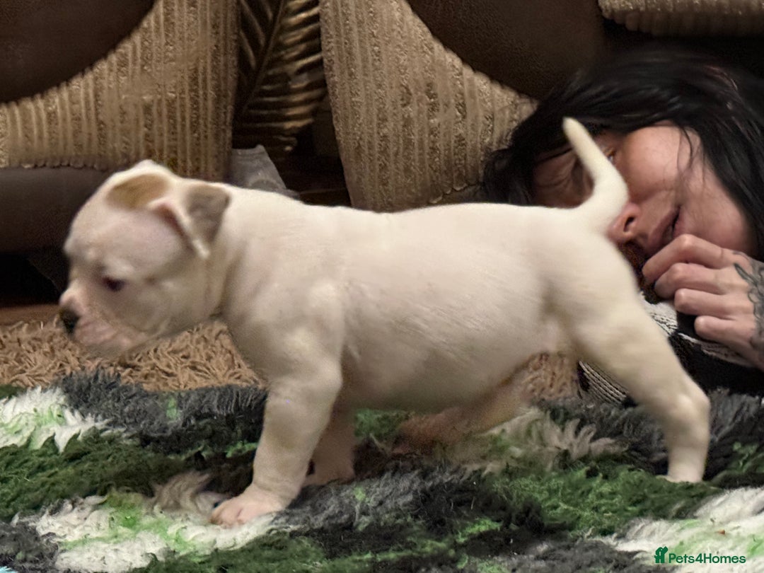 Olde English Bulldogge dogs for sale: (Reduced) Olde English Bulldogges puppies  - Advert 31