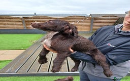 Cocker Spaniel dogs for sale: Working cocker spaniel  - Image 24