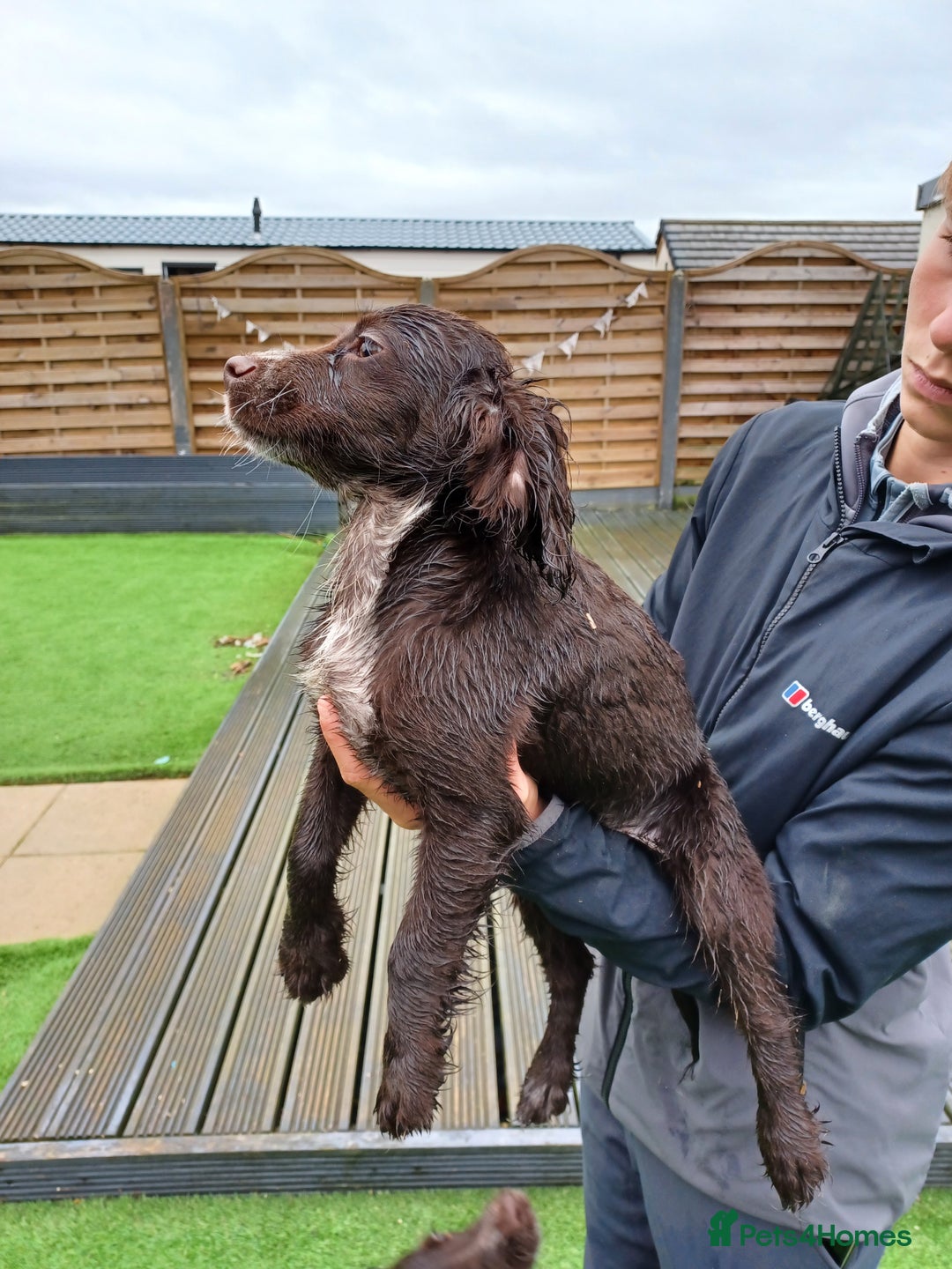 Cocker Spaniel dogs for sale: Working cocker spaniel  - Image 24