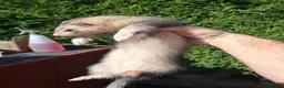 Ferret rodents for sale: Ferret kits - Advert 2