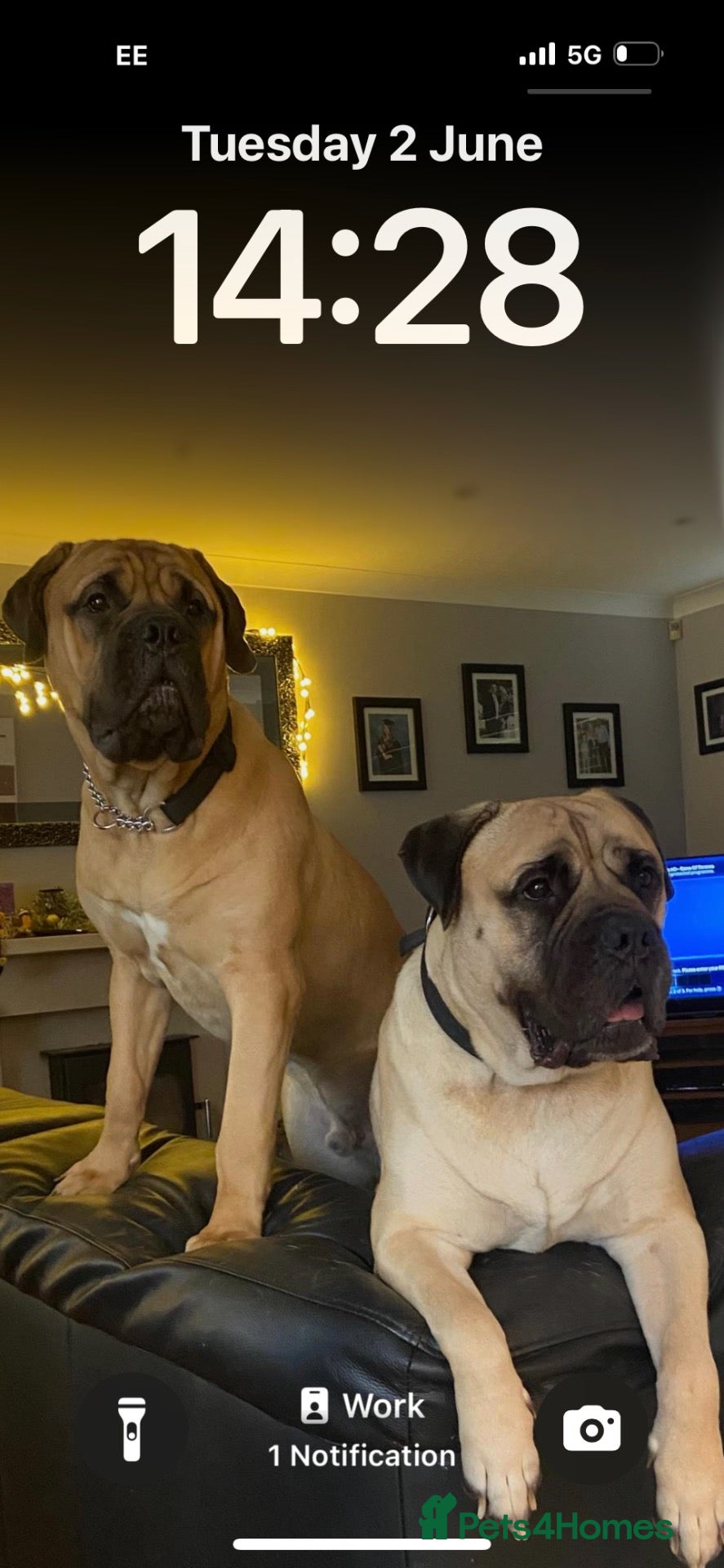 Bullmastiff dogs KC Registered Bullmastiff Sire  - Advert 10