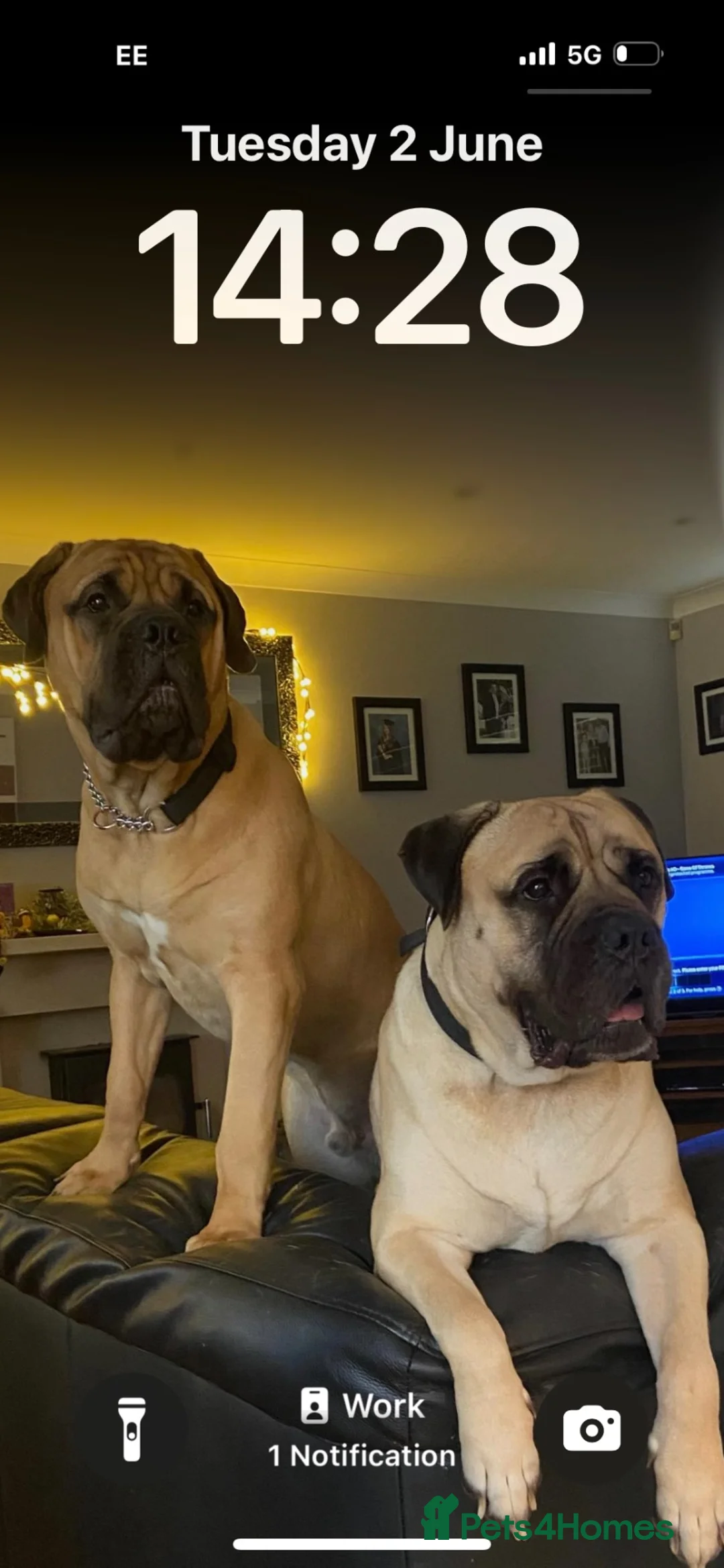 Bullmastiff dogs for stud: KC Registered Bullmastiff Sire  - Advert 1