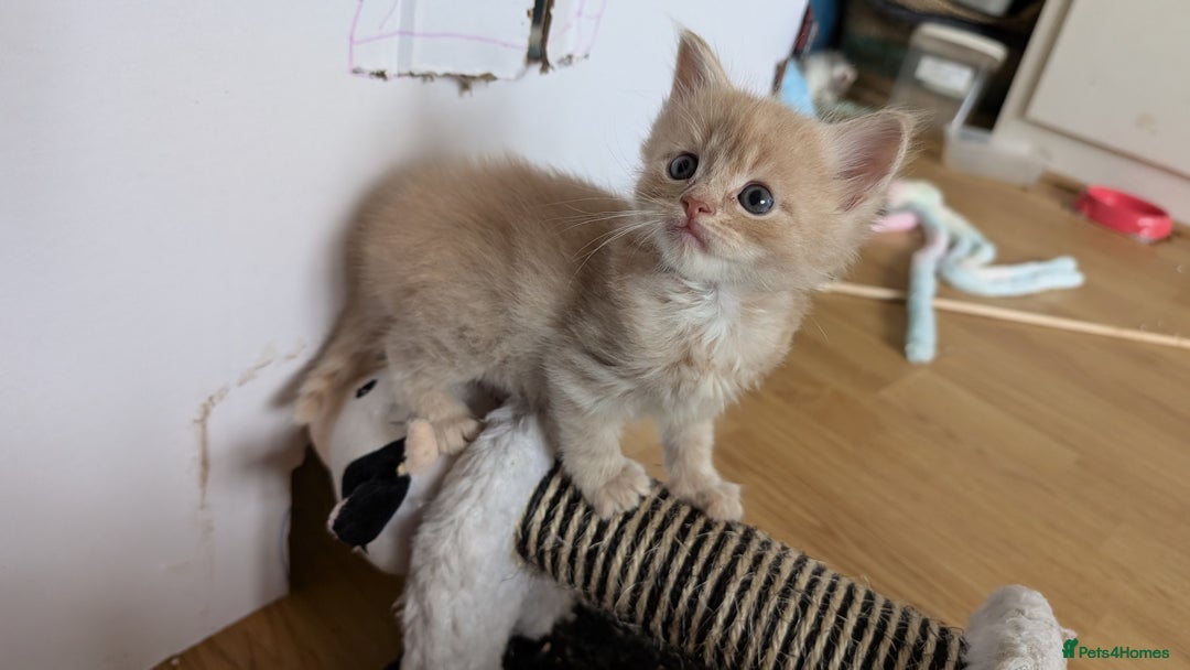 Maine Coon cats for sale: 5 Beautiful Maine Coon kittens available! 😻 - Image 3