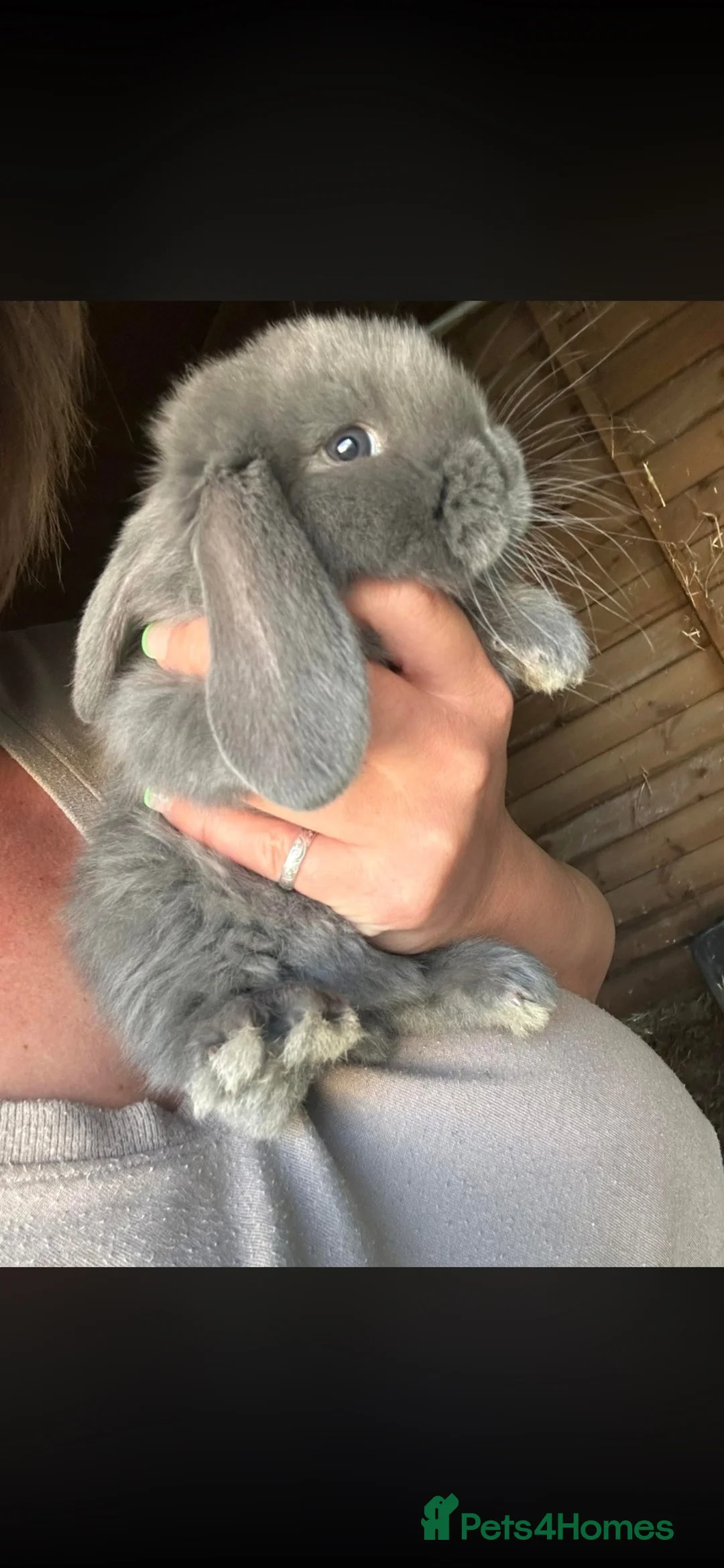 French Lop rabbits for sale: Gorgeous Giant French lops babies  - Advert 1