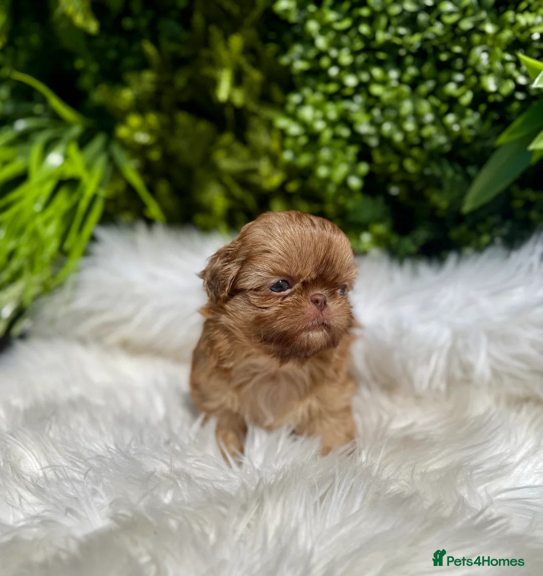 Gallery Image {{count}}