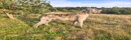 Irish Wolfhound dogs for stud: Irish Wolfhound Male Available at Stud in Worksop - Advert 6