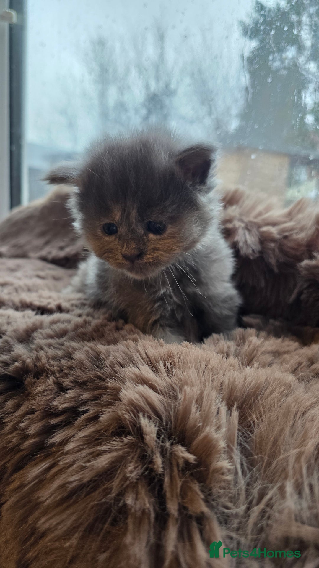 Maine Coon cats for sale: Stunning Mainecoons - Advert 6