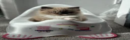 Ragdoll cats for sale: Female ragdoll ready now - Advert 9