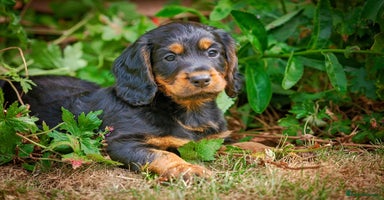 Cocker Spaniel dogs - Advert 9