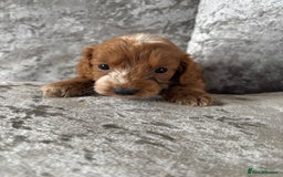 Cockapoo dogs for sale: Gorgeous babies 🥰 - Image 6