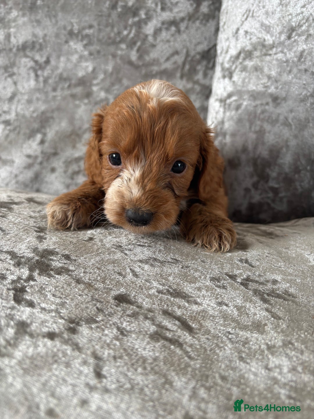 Cockapoo dogs for sale: Gorgeous babies 🥰 - Image 6