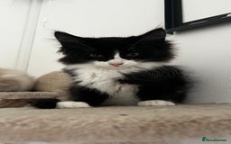 Ragcoon cats for sale: Beautiful ragcoon kittens - Image 9
