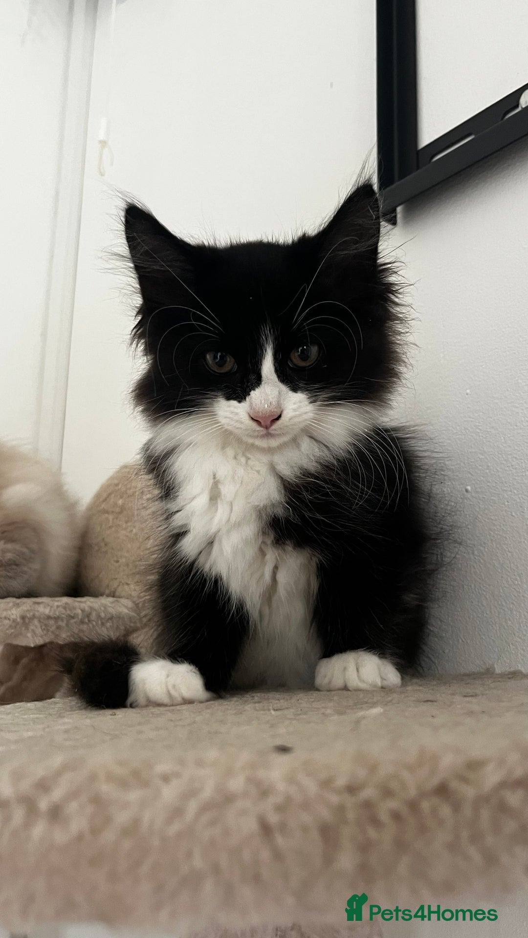 Ragcoon cats for sale: Beautiful ragcoon kittens - Image 9