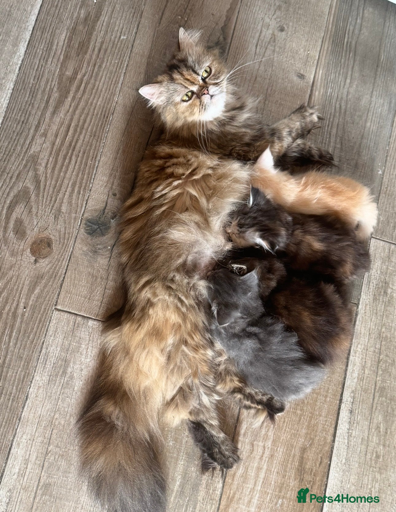 Mixed Breed cats Beautiful maine coon cross persian kittens  - Advert 2