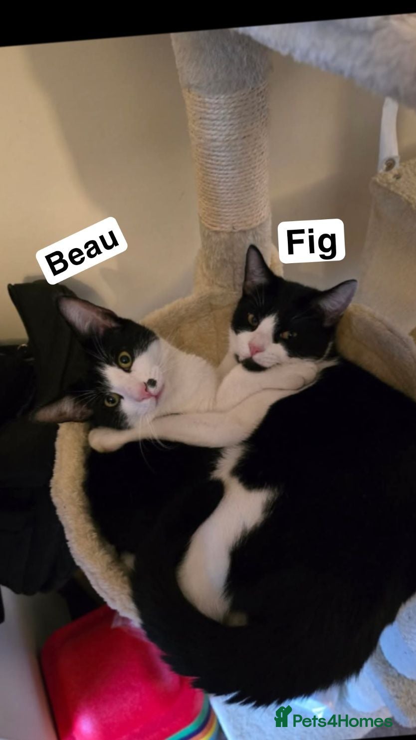 Domestic Shorthair cats 2 Tuxedo Male Brothers - Advert 1