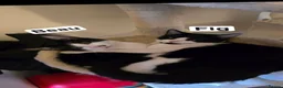 Domestic Shorthair cats for sale: 2 Tuxedo Male Brothers - Advert 1