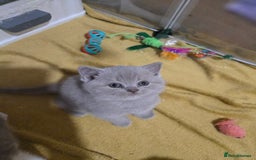 British Shorthair cats for sale: Full Britishshort hair kittens ready wendesday - Image 16