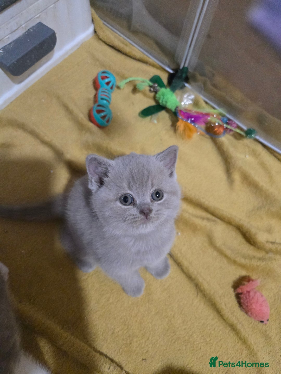 British Shorthair cats for sale: Full Britishshort hair kittens ready wendesday - Image 16