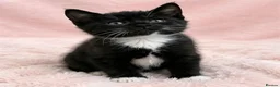 European cats for sale: Kittens  - Advert 5