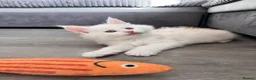 Maine Coon cats for sale:     🌟🌟Amazing Kittens Maine Coon 🌟🌟 - Advert 26