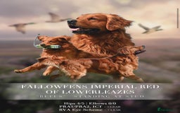 Golden Retriever dogs for sale: Gorgeous KC Golden Retriever Puppies  - Image 6