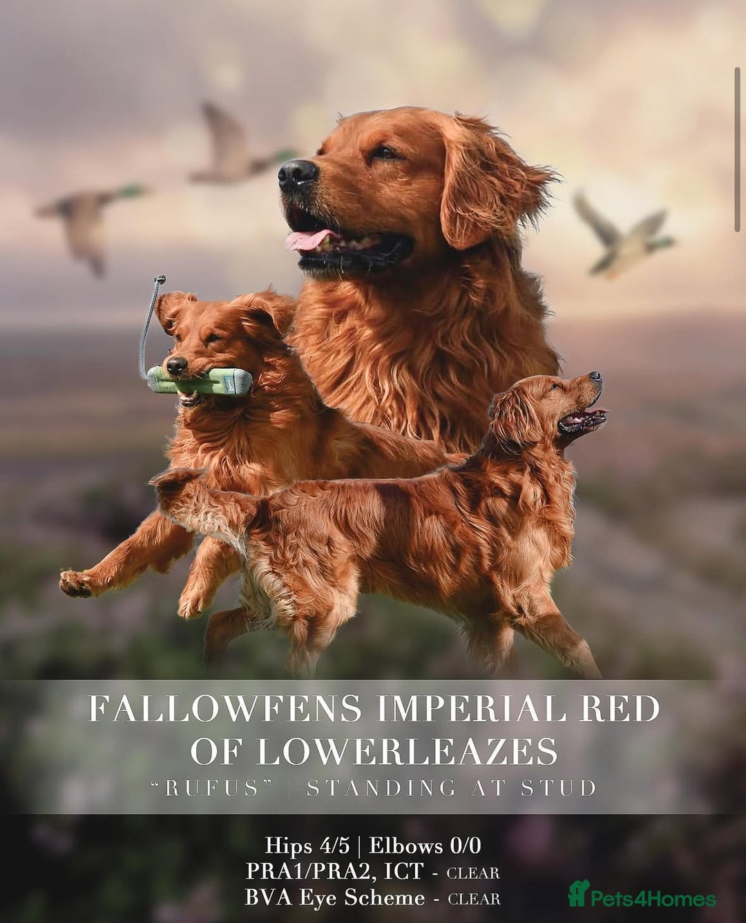 Golden Retriever dogs for sale: Gorgeous KC Golden Retriever Puppies  - Image 6