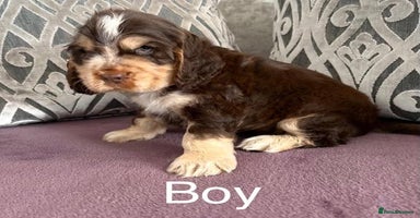 Cocker Spaniel dogs - Advert 15