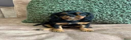 Cavalier King Charles Spaniel dogs for sale: Donna Jays Petite Cavaliers 🌟🌟🌟🌟🌟 - Advert 13