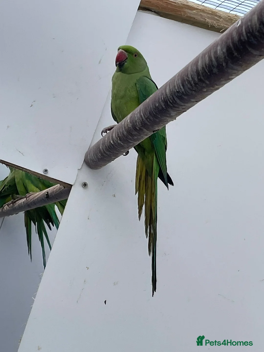 Ringnecks birds for sale: Young Indian Ringnecks Blue and Green - Advert 13