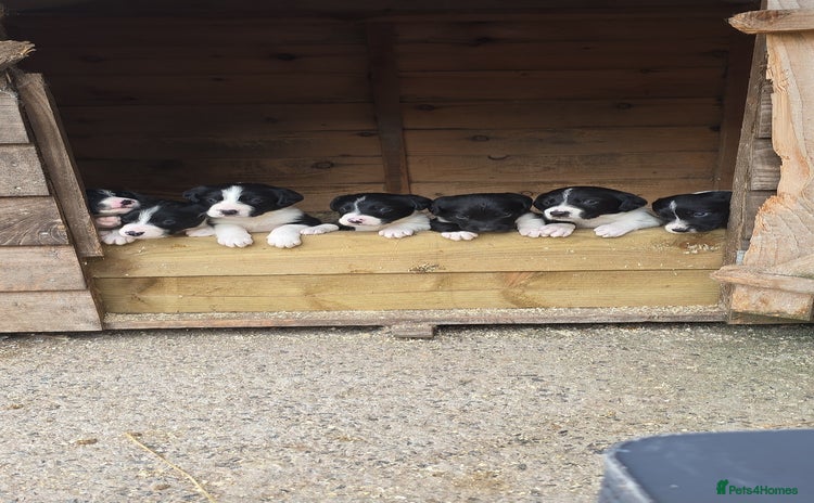 Sprollie dogs - Advert 1