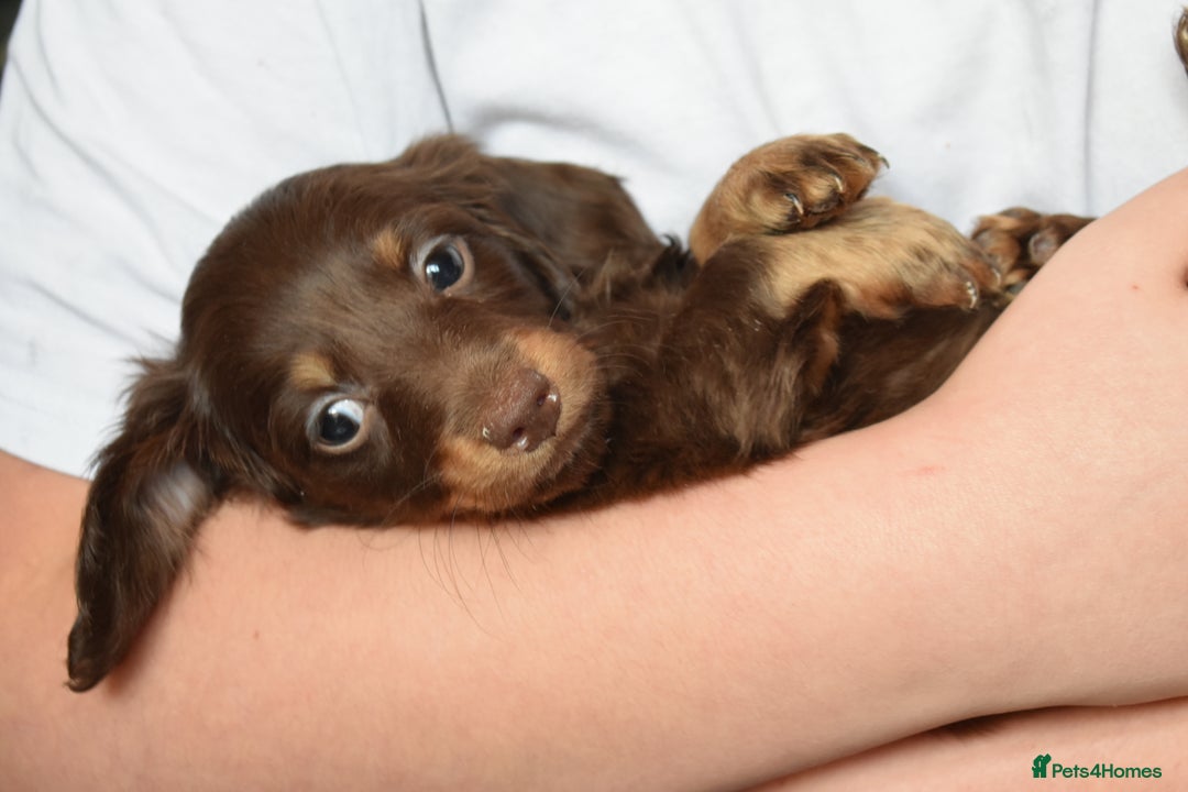 Dachshund dogs for sale: true miniature dachshund puppies ready now  - Image 26