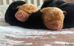 Hungarian Vizsla dogs for sale:  Adorable Vizsla Puppies for Sale🐶😍❤️ - Image 8