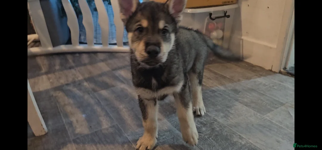 Utonagan dogs for sale: German Shep x Malamute x Husky Puppies - Advert 27