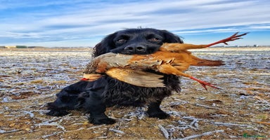 Cocker Spaniel dogs - Advert 15