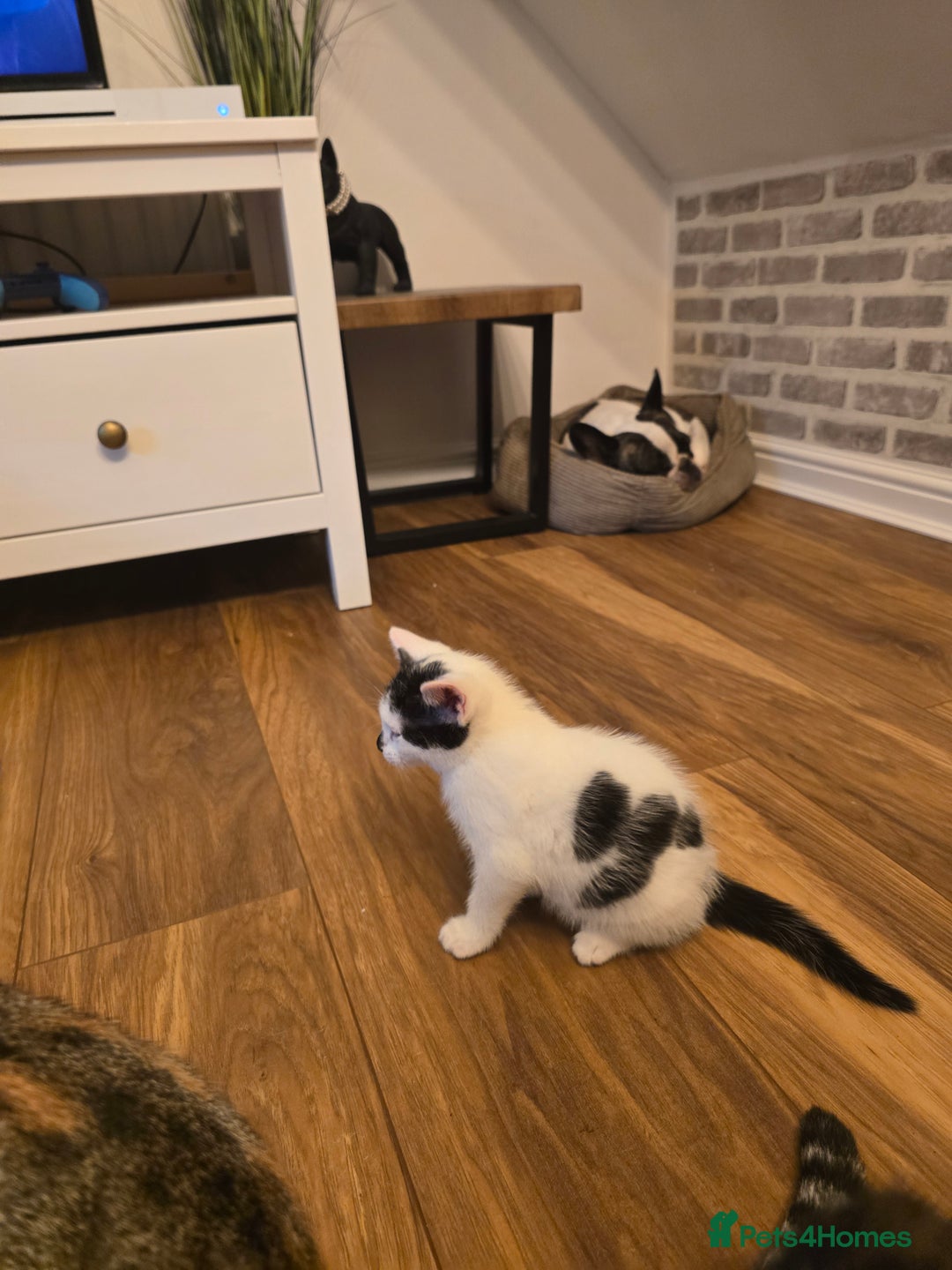 Mixed Breed cats for sale: 4 boys and 2 girls Family-Raised, Well-Socialised  - Image 35